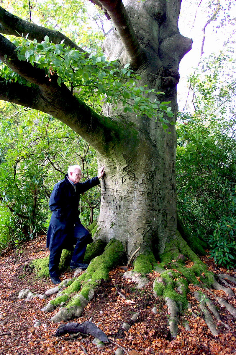 Ancient Beech 2004